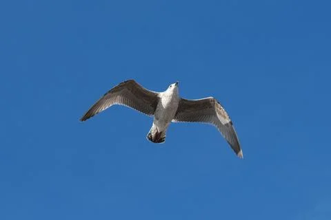 Flying seagull Stock Photos
