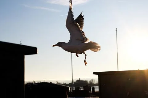 Flying Seagull Stock Photos