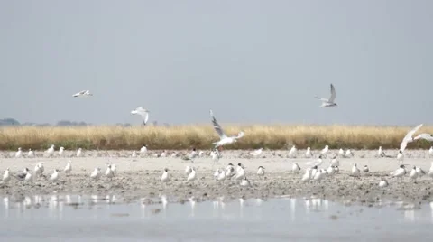 Flying seagull at the sea side.  Stock-Footage 53198423