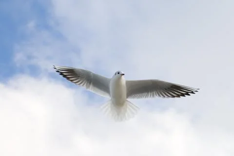 Flying seagull on the sky background Stock Photos
