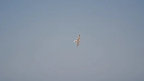 Flying seagull in the sky Stock Footage 87033331