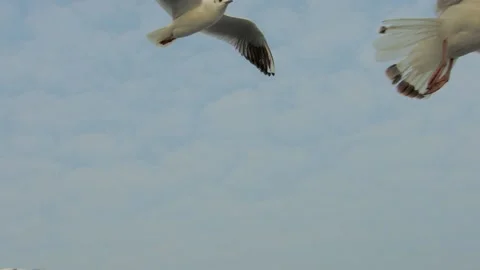 Flying seagull in the sky Stock Footage 133413246