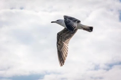 Flying seagull in the sky Stock Photos