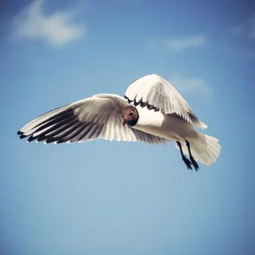 Flying seagull in the sky Stock Photos