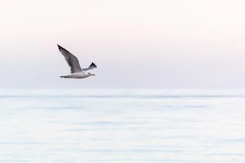 Flying seagull in the sky Stock Photos