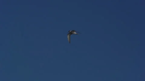 The flying of the Seagull. Slow motion 스톡 동영상 54906190