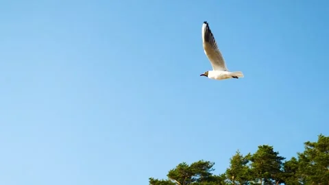 Flying seagull in slow motion Video stock 155930490