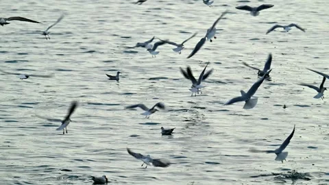 Flying seagull in slow motion Stock Footage 293923235
