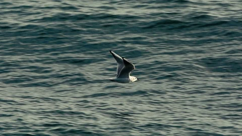 Flying Seagull in SlowMotion Stock-Footage 87269734