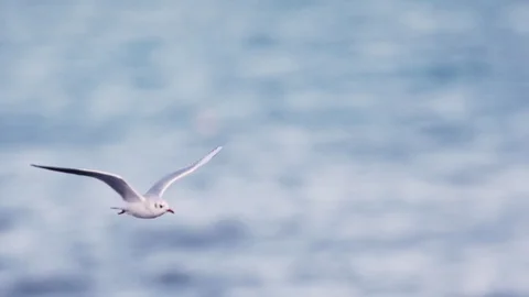 Flying Seagull in SlowMotion. Gull close up Stock-Footage 87269719