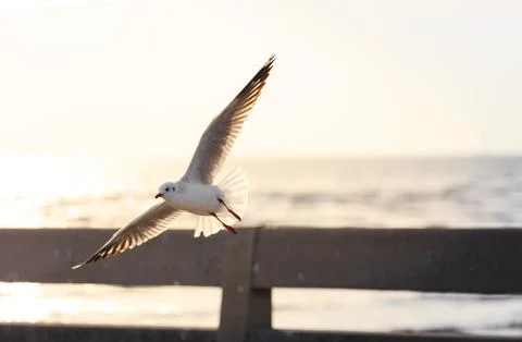 Flying seagull with sunlight Foto stock