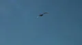 Flying Seagull in sunny sky at Fehmarn island HD Footage