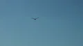 Flying Seagull in sunny sky at Fehmarn island HD Footage