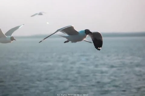 Flying Seagull upon the Ocean Stock Photos