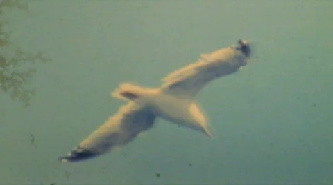 Flying Seagull - Vintage Super8 Film Stock Footage