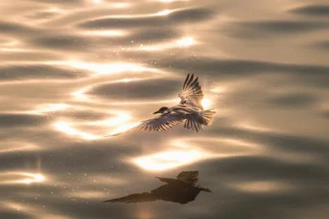 Flying seagull on water surface Stock Photos