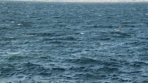 Flying seagulls acrobating over the sea Stock Footage 321008460