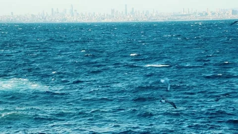 Flying seagulls acrobating over the sea Stock Footage 321008461
