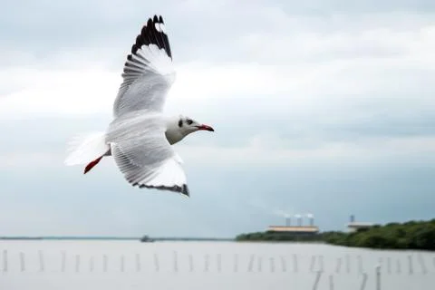 Flying seagulls in action Foto stock