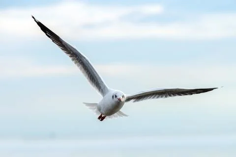 Flying seagulls in action Stock Photos