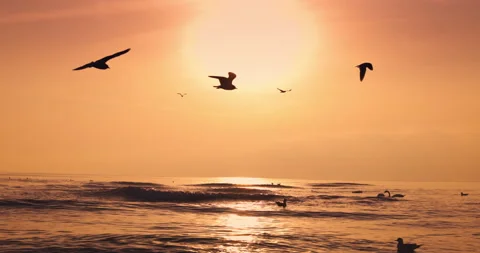 Flying seagulls and floating swans and beautiful golden sunrise over sea Stock Footage 149708184