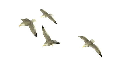 FLYING SEAGULLS AXO VIEW C Vídeos de archivo 101848072