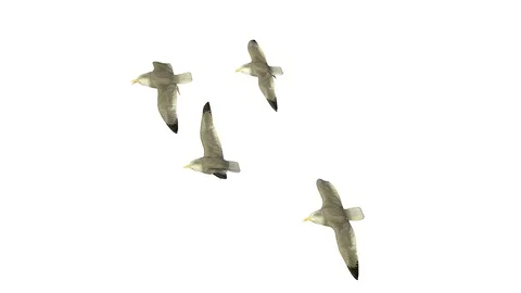 FLYING SEAGULLS AXO VIEW D Vídeos de archivo 101847829