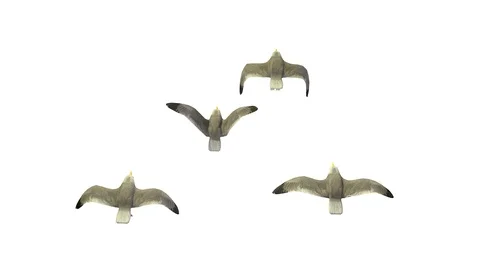 FLYING SEAGULLS AXO VIEW E Vídeos de archivo 101848737