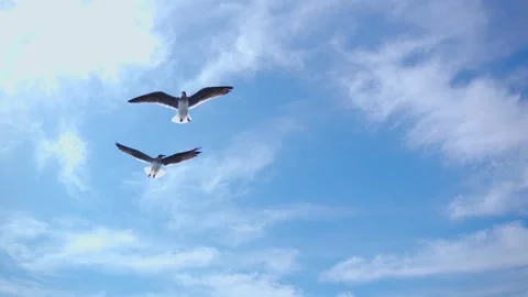 Flying seagulls in the background of the blue sky, Red Sea, Egypt Video stock 294892310