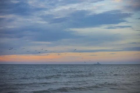 Flying seagulls in the Baltic Sea Stock Photos