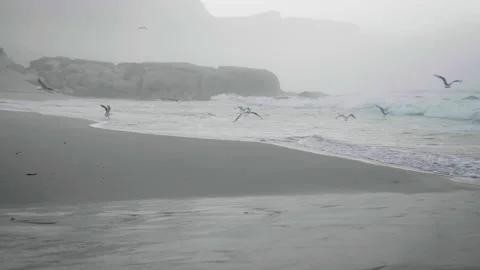 Flying seagulls on the beach. Stock Footage 131313793