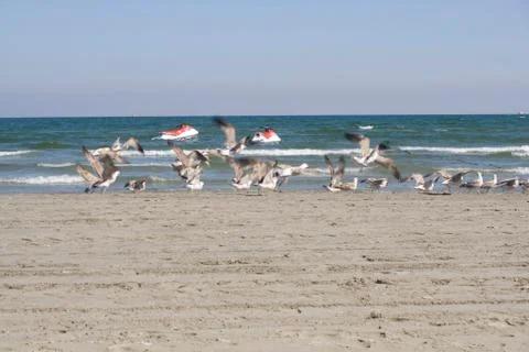 Flying seagulls on the beach Stock Photos