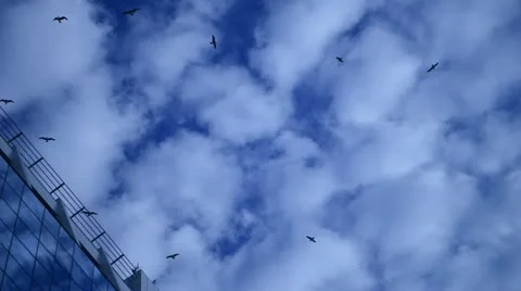 Flying Seagulls on Cloudy Sky Background Stock Footage 12626242