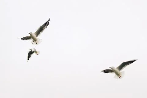 Flying seagulls in cloudy sky in dynamic motion Stock Photos