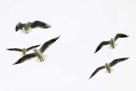 Flying seagulls in cloudy sky in dynamic motion Foto stock
