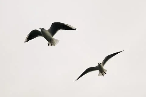Flying seagulls in cloudy sky in dynamic motion Stock Photos