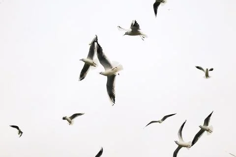 Flying seagulls in cloudy sky in dynamic motion Foto stock