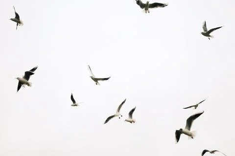 Flying seagulls in cloudy sky in dynamic motion Stock Photos