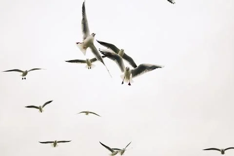 Flying seagulls in cloudy sky in dynamic motion Foto stock
