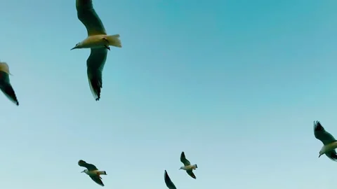 The flying seagulls. Emirates. Video stock 269646088