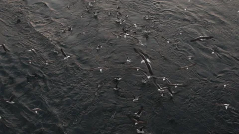 Flying seagulls in the evening. Stock Footage 89969567
