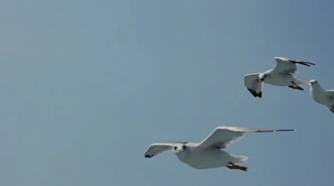 Flying seagulls Video stock 25975083