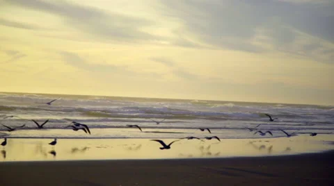 Flying seagulls Stock Footage 59865679