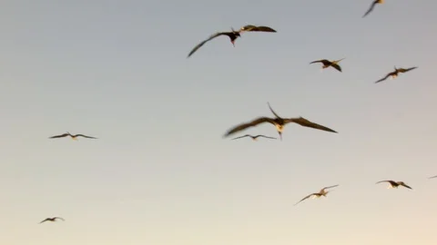 Flying Seagulls Stock Footage
