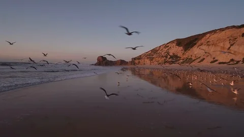 Flying with seagulls Stock-Footage 106458090