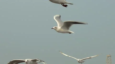 Flying seagulls Stock Footage 133403204