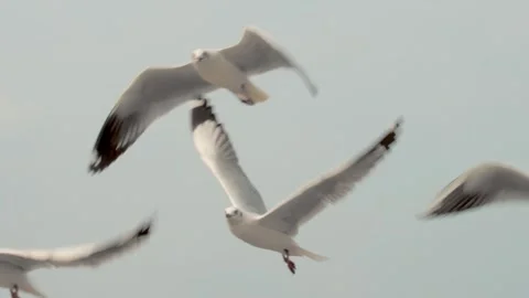 Flying seagulls Stock Footage 133425683
