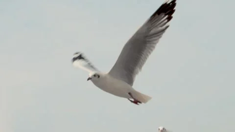 Flying seagulls Stock Footage 133425729