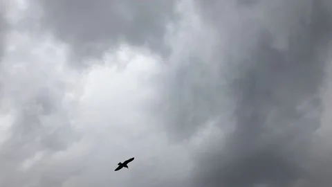 Flying seagulls 스톡 동영상 178479212