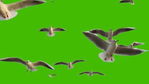 Flying seagulls on a green screen 库存影片 330007621